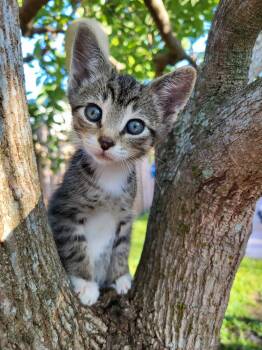 Tabby Cats Available for Adoption in Sunrise, Florida - Lonestar | PetCurious