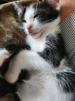 Oreo -  Domestic Short Hair Cat for Adoption in Alafaya, Florida - Oreo | PetCurious