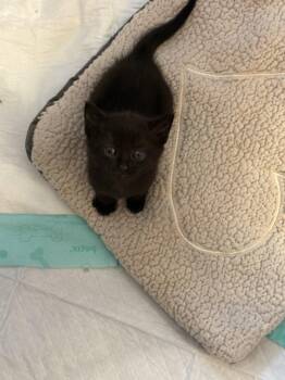 Domestic Short Hair Cats Available for Adoption in Milton, Georgia - Michael Jackson | PetCurious