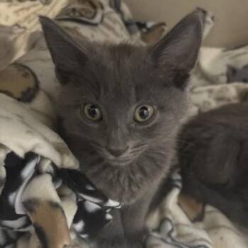 Gravel -  Domestic Long Hair Cat for Adoption in Dubuque, Iowa - Gravel | PetCurious