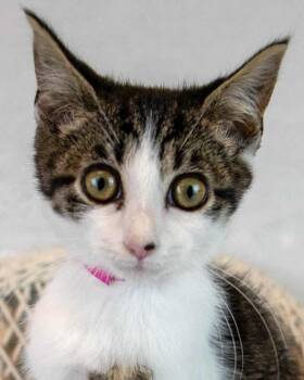 Randi -  Domestic Short Hair and Tabby Cat for Adoption in Kennesaw, Georgia - Randi | PetCurious