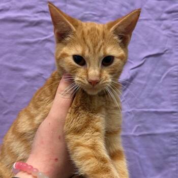 Hocus -  Domestic Short Hair Cat for Adoption in Trenton, New Jersey - Hocus | PetCurious