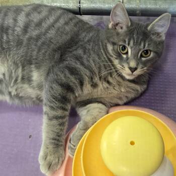Haaland -  Domestic Short Hair Cat for Adoption in Snow Hill, North Carolina - Haaland | PetCurious