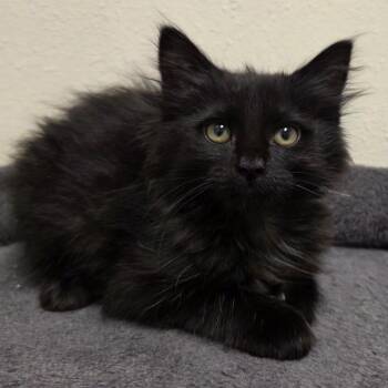 Carolina -  Domestic Long Hair Cat for Adoption in Yankton, South Dakota - Carolina | PetCurious