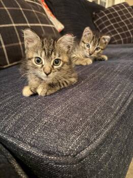 Gadget -  Domestic Short Hair Cat for Adoption in Pomona, New York - Gadget | PetCurious