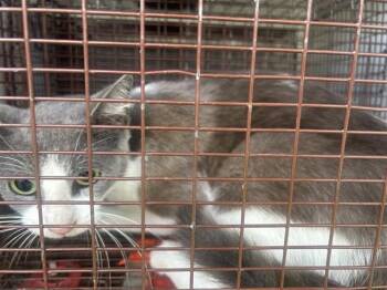 A658141 -  Domestic Short Hair Cat for Adoption in Houston, Texas - A658141 | PetCurious