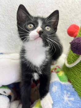 Rescue Tuxedo Cats for Adoption in Tavares, Florida - Raven | PetCurious