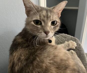 Azalea 0436 -  Domestic Short Hair Cat for Adoption in Dallas, Texas - Azalea 0436 | PetCurious
