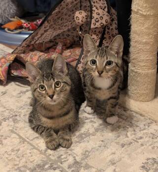 Sam and Dean (Bonded Pair) -  Domestic Short Hair Cat for Adoption in Pasco, Washington - Sam And Dean (Bonded Pair) | PetCurious