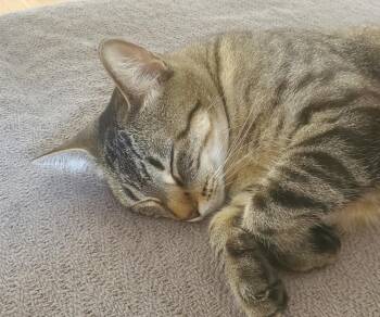 Rescue Domestic Short Hair Cats for Adoption in Mississauga, Ontario - Zuri - Dundas East Animal Hospital | PetCurious