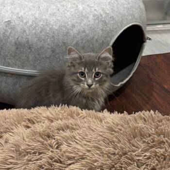 Farrah -  Domestic Long Hair Cat for Adoption in Kenosha, Wisconsin - Farrah | PetCurious