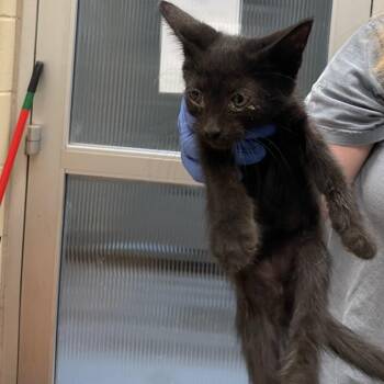 Buck 4141 -  Domestic Short Hair Cat for Adoption in Columbus, Georgia - Buck 4141 | PetCurious