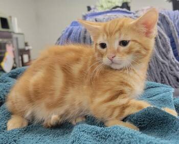 Kitten Crest -  Domestic Short Hair Cat for Adoption in Cuyahoga Falls, Ohio - Kitten Crest | PetCurious