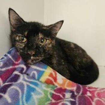 Callie -  Domestic Short Hair Cat for Adoption in Phoenixville, Pennsylvania - Callie | PetCurious