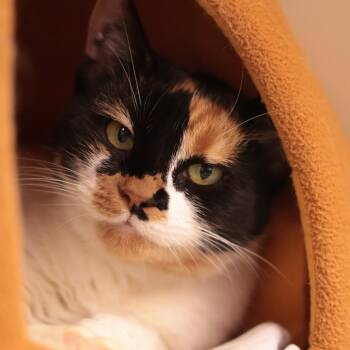 Kris -  Domestic Short Hair Cat for Adoption in Philadelphia, Pennsylvania - Kris | PetCurious