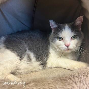 Peppa -  Domestic Short Hair Cat for Adoption in Cheyenne, Wyoming - Peppa | PetCurious