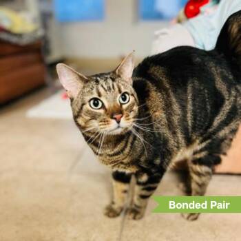 Tiger (bonded w/ Panda) -  Domestic Short Hair Cat for Adoption in Reisterstown, Maryland - Tiger (bonded W/ Panda) | PetCurious