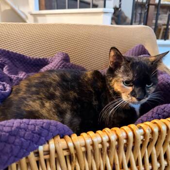Domestic Short Hair Cats Available for Adoption - Patches | PetCurious