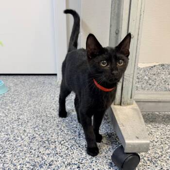 Josh -  Domestic Short Hair Cat for Adoption in Great Falls, Montana - Josh | PetCurious