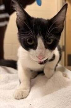 Popcorn -  Domestic Short Hair Cat for Adoption in Redmond, Oregon - Popcorn | PetCurious