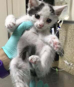SCOUT -  Domestic Short Hair Cat for Adoption in Riverside, California - SCOUT | PetCurious