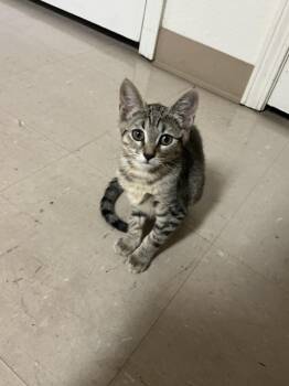 Fettuccine -  Domestic Short Hair Cat for Adoption in Davis, California - Fettuccine | PetCurious
