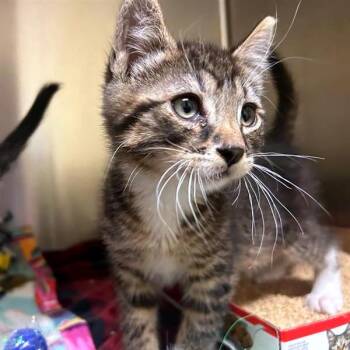 Domestic Short Hair Cats Available for Adoption in Woodinville, Washington - Maverick | PetCurious