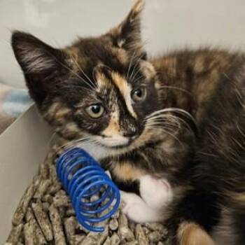 Selene -  Domestic Short Hair Cat for Adoption in Phoenixville, Pennsylvania - Selene | PetCurious
