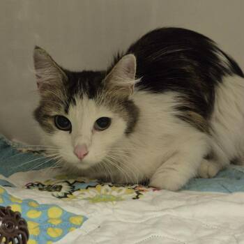 Domestic Medium Hair Cats Available for Adoption in Drumheller, Alberta - Janeway | PetCurious