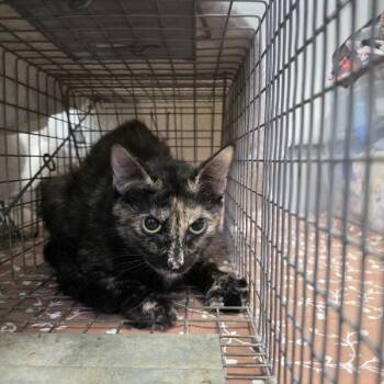 london -  Domestic Short Hair Cat for Adoption in Des Moines, Iowa - London | PetCurious