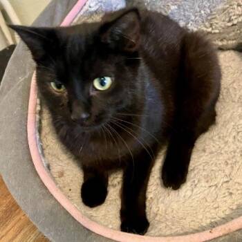 Cinder -  Domestic Short Hair Cat for Adoption in Knoxville, Tennessee - Cinder | PetCurious