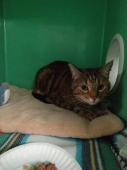 Zelda -  Domestic Short Hair Cat for Adoption - Zelda | PetCurious