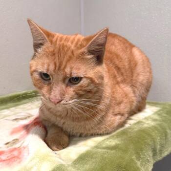 IVHS-Stray-144543 -  Domestic Short Hair Cat for Adoption in San Gabriel, California - IVHS-Stray-144543 | PetCurious