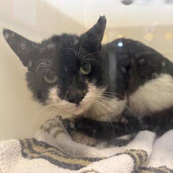 Domestic Short Hair Cats Available for Adoption in Pasadena, California - Snowy | PetCurious