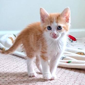 Simon -  Domestic Short Hair Cat for Adoption in Brownsboro, Alabama - Simon | PetCurious