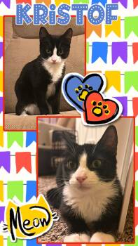Kristof -  Tuxedo Cat for Adoption in Pasco, Washington - Kristof | PetCurious