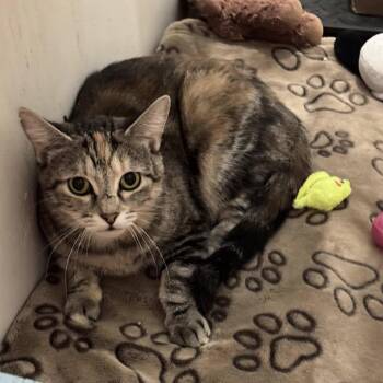 Rescue Domestic Short Hair Cats for Adoption in Graham, Washington - CRANBERRY BISCUIT | PetCurious