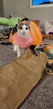 Rescue Domestic Short Hair Cats for Adoption in Lorain, Ohio - Bud | PetCurious