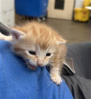 Rescue Domestic Medium Hair Cats for Adoption in Dallas, Texas - DAZZLE | PetCurious