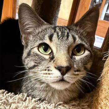 Beast -  Domestic Short Hair Cat for Adoption in Crystal Lake, Illinois - Beast | PetCurious