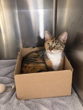 Beatrice -  Domestic Short Hair Cat for Adoption in Herndon, Virginia - Beatrice | PetCurious