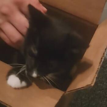 Keaton -  Domestic Short Hair Cat for Adoption in Carmel, Indiana - Keaton | PetCurious