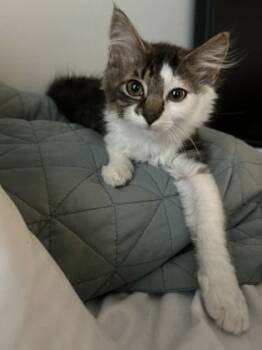 Rescue Domestic Medium Hair and Domestic Short Hair Cats for Adoption in Knoxville, Tennessee - Bernie | PetCurious