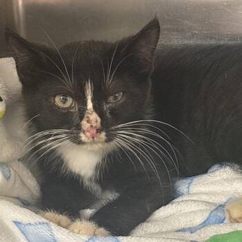 Drop -  Domestic Short Hair Cat for Adoption in Newark, New Jersey - Drop | PetCurious