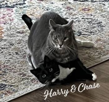 Rescue Tuxedo and Tabby Cats for Adoption in Houston, Texas - Chase & Harry #bonded-brothers | PetCurious