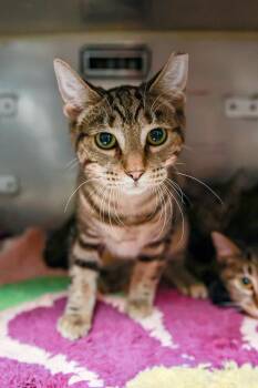 Rescue Domestic Short Hair Cats for Adoption in Loogootee, Indiana - Echo | PetCurious