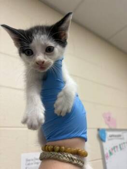 Freddie -  Domestic Short Hair Cat for Adoption in Westland, Michigan - Freddie | PetCurious
