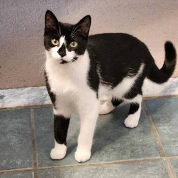 Domestic Short Hair Cats Available for Adoption - Spicy | PetCurious