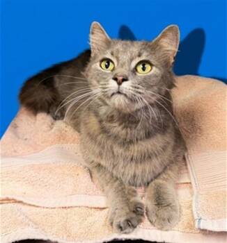 Domestic Medium Hair Cats Available for Adoption in Jacksonville, Florida - ARTEMIS | PetCurious