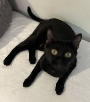 Rescue Domestic Short Hair Cats for Adoption in Bridgeton, North Carolina - Zoe | PetCurious